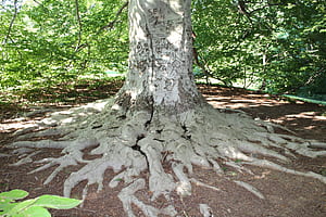 Copper beech, Beech Tree wallpaper