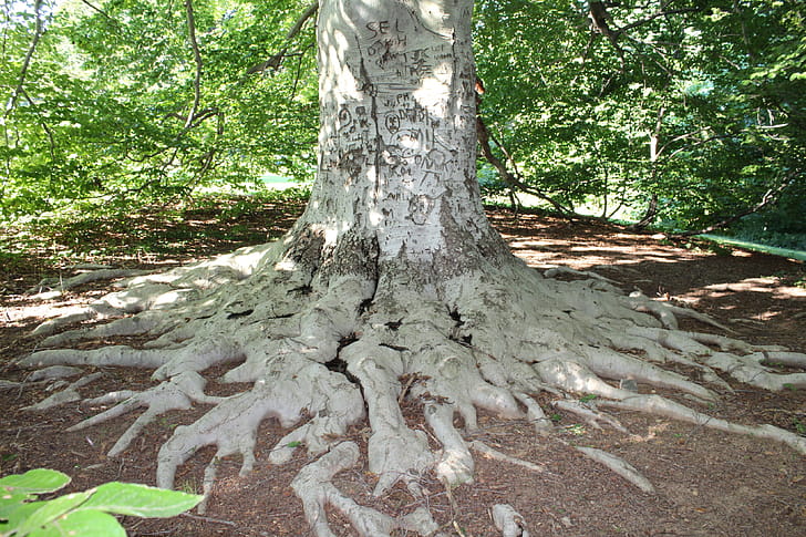 Copper beech, Beech Tree wallpaper