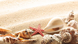 Shell , Backgrounds, , wallpaper
