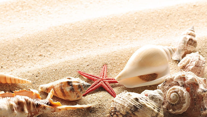 Shell , Backgrounds, , wallpaper