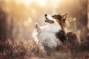 Animal, corgi wallpaper