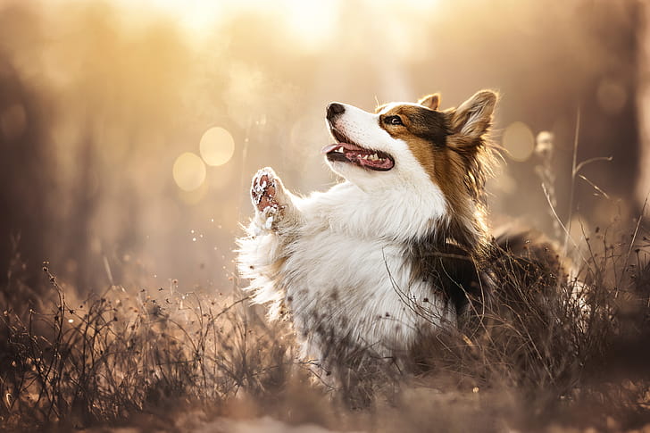 Animal, corgi wallpaper