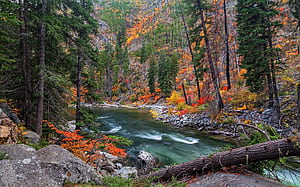 Forest river, Pine Trees wallpaper
