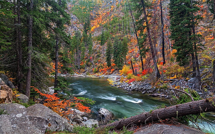 Forest river, Pine Trees wallpaper