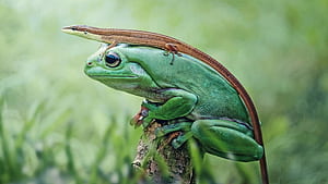 Frog and lizard wallpaper