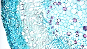 Cell biology, Online tutorial, Detailed study, Visual learning wallpaper