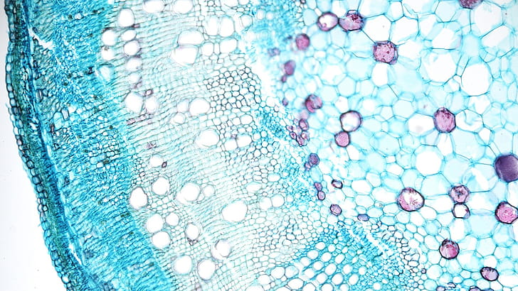 Cell biology, Online tutorial, Detailed study, Visual learning wallpaper