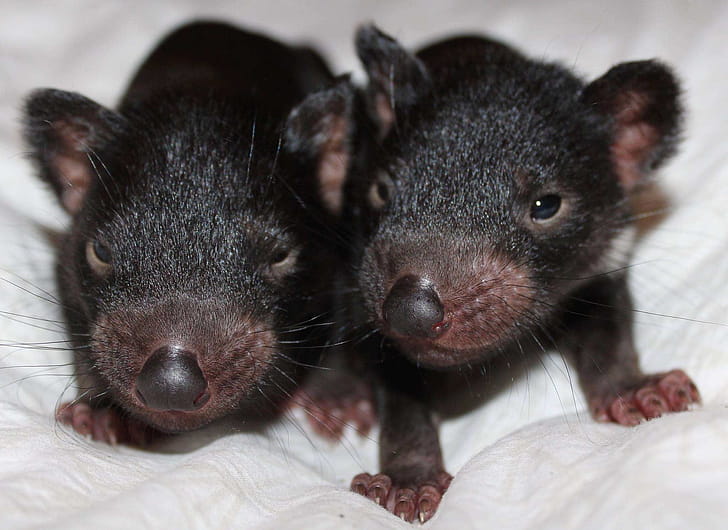 Tasmanian Devil , High-quality Devil ,   , Devil-themed backgrounds wallpaper