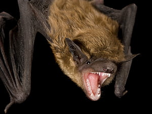 Evening bat, Bats wallpaper