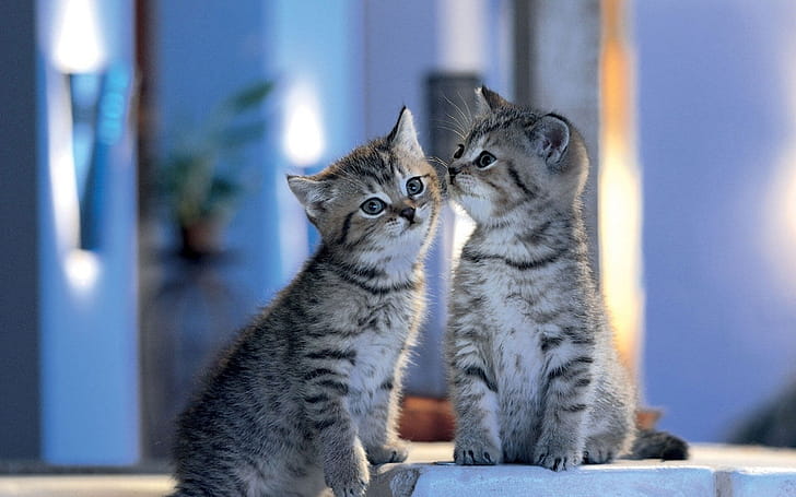 Cute cat , wallpaper