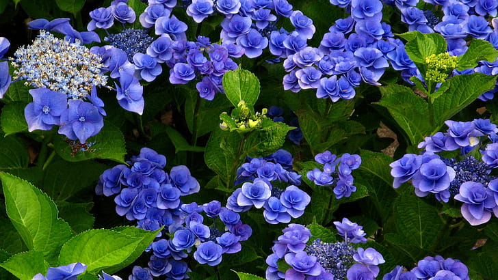 Bushes, Hydrangea wallpaper