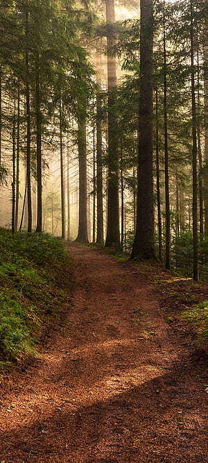 nature, path phone wallpaper