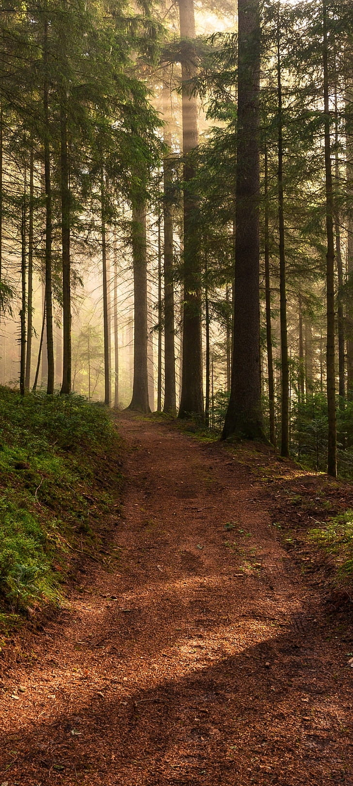 nature, path phone wallpaper