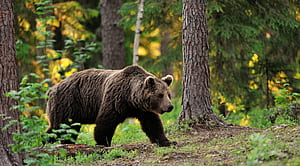 Brown bear, Bears wallpaper