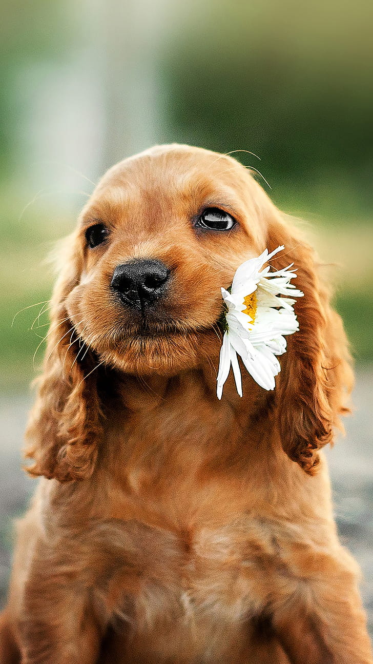 Cocker Spaniel, Pets phone wallpaper