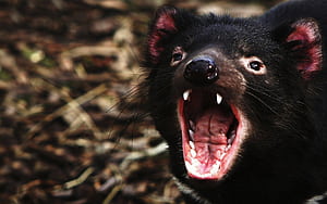 Tasmanian Devil , Top , Devil backgrounds, wallpaper