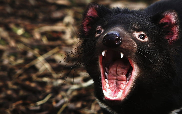 Tasmanian Devil , Top , Devil backgrounds, wallpaper