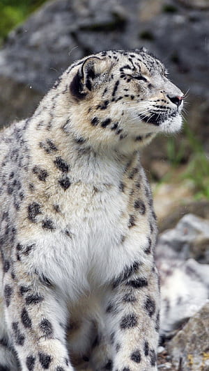 Snow leopard background, Explore more cat phone wallpaper