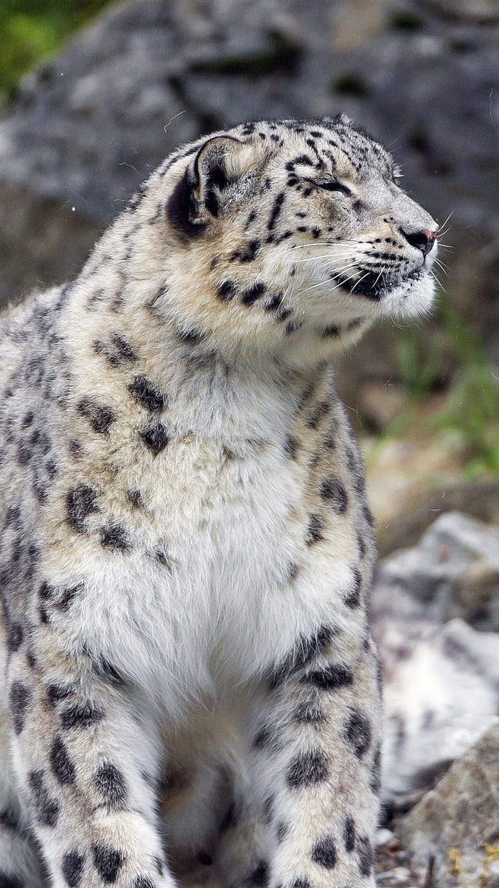 Snow leopard background, Explore more cat phone wallpaper