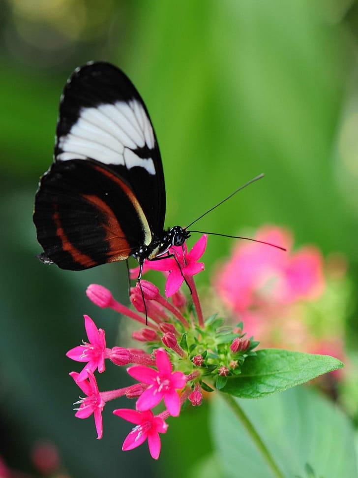 Sapho longwing, Butterflies phone wallpaper