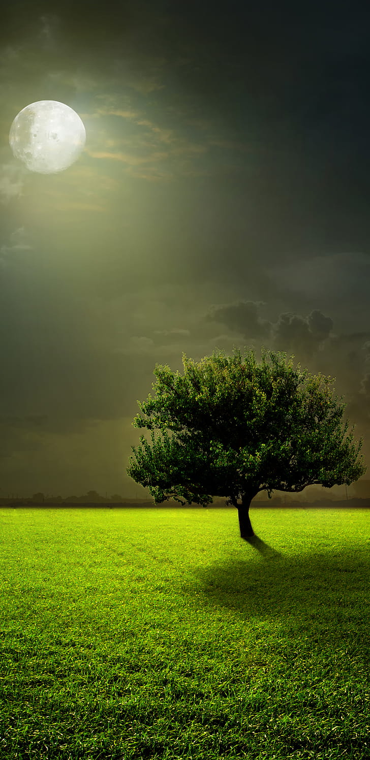 Trees, Full Moon,  , Tree, Grass, Moon phone wallpaper