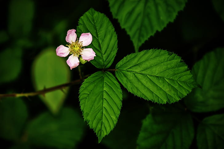 Blackberry, Green Leaf wallpaper