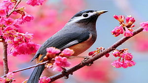 White-eared sibia, Birds wallpaper