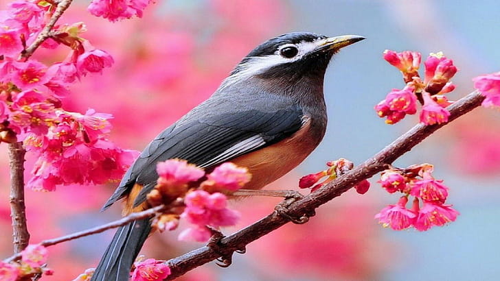 White-eared sibia, Birds wallpaper