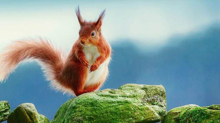 Squirrel , Wallpics, Artistic, Creative wallpaper