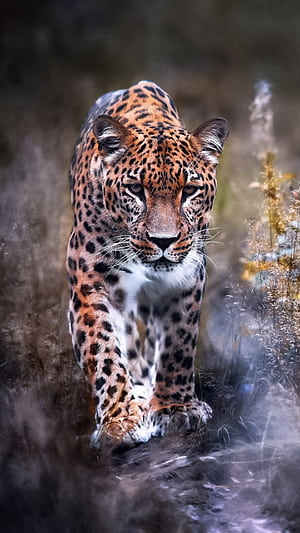 Leopard big cat, phone wallpaper