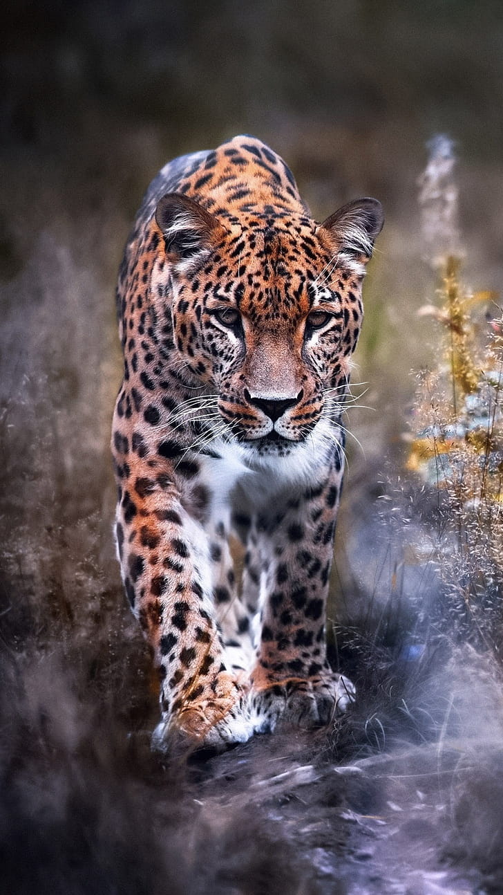 Leopard big cat, phone wallpaper