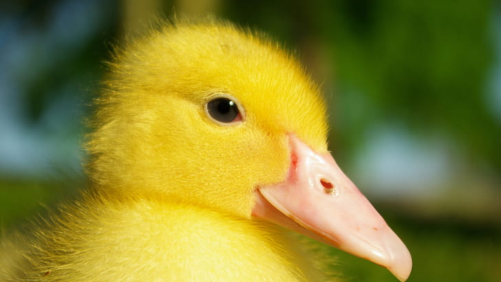 Duckling, Ducks wallpaper