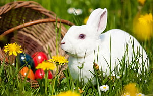 Easter, Rabbits wallpaper