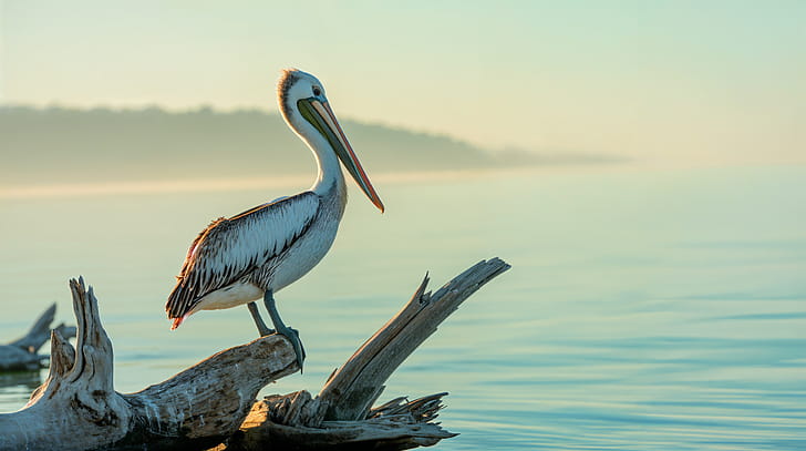 Pelican wallpaper