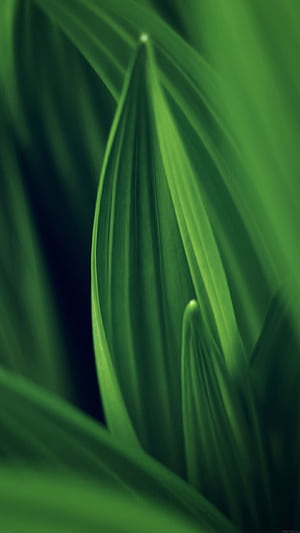 Leaf nature green, Android , phone wallpaper