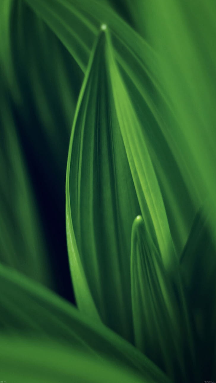 Leaf nature green, Android , phone wallpaper