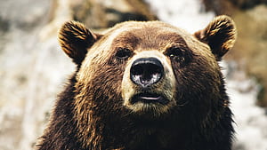 Close-up, Bears wallpaper