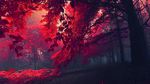 Red forest, Trees wallpaper