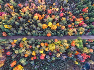 Autumn Path Of Forest Drone View, autumn, forest, aerial, drone-view, nature wallpaper