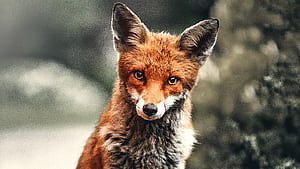 Fox Depth , fox, animals wallpaper