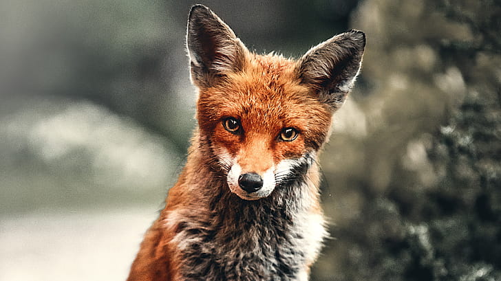 Fox Depth , fox, animals wallpaper
