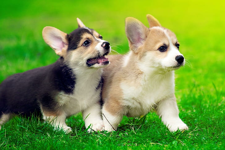 Siblings, Corgis wallpaper