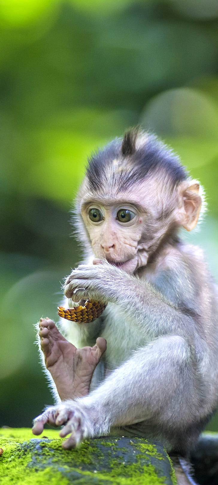 Animal monkey, Monkey phone wallpaper