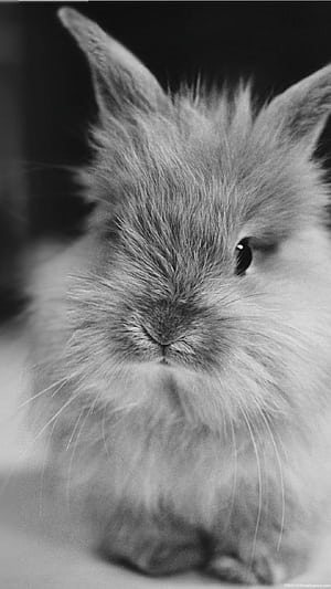 Rabbit iPhone , phone wallpaper