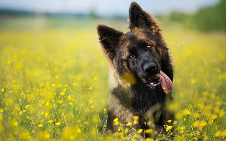 Meadow, German Shepherds wallpaper
