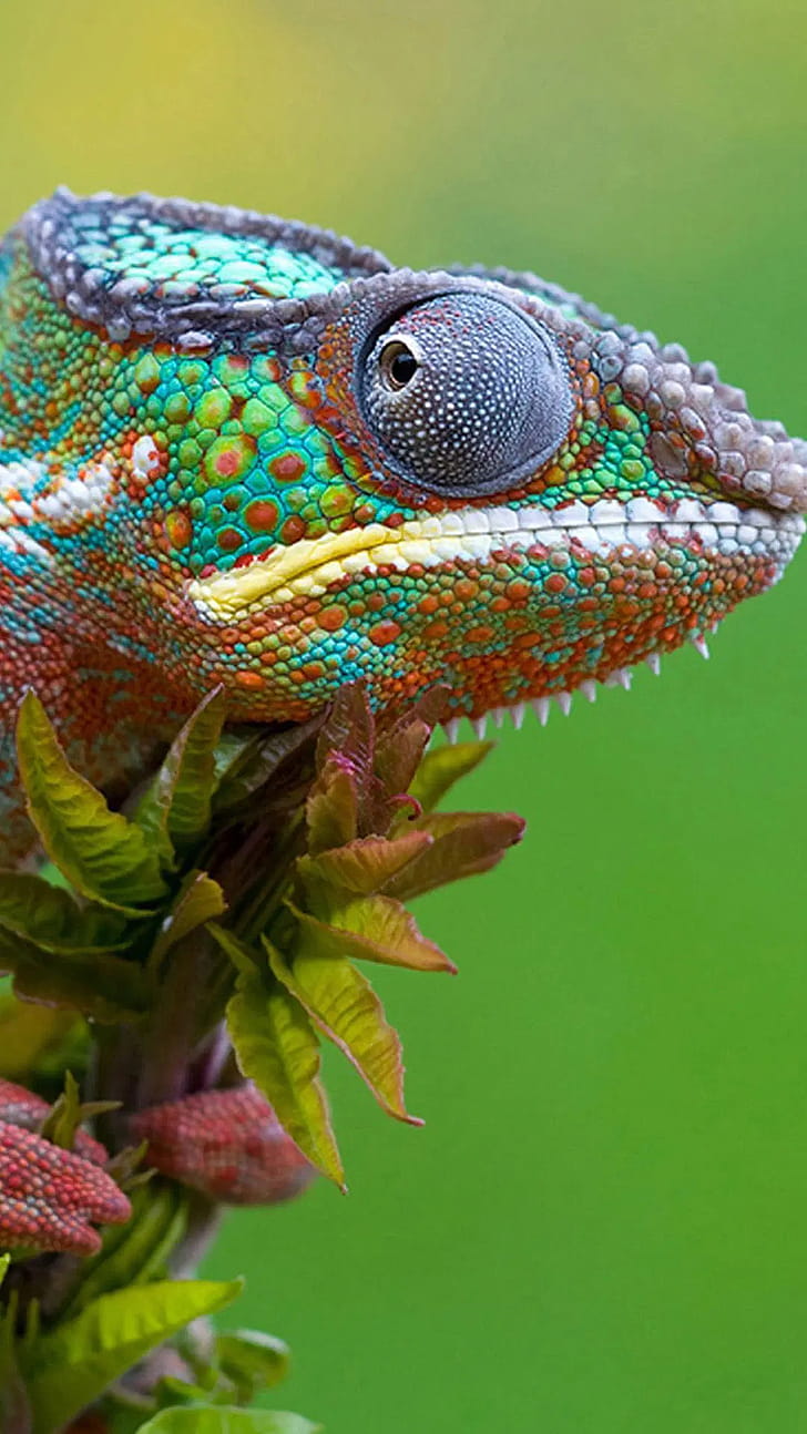 7005 lizard Android iPhone phone wallpaper