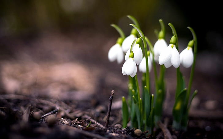 Snowdrop, Spring wallpaper