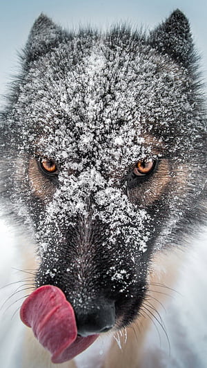Gray Wolf, Close up, Sony Xperia, phone wallpaper