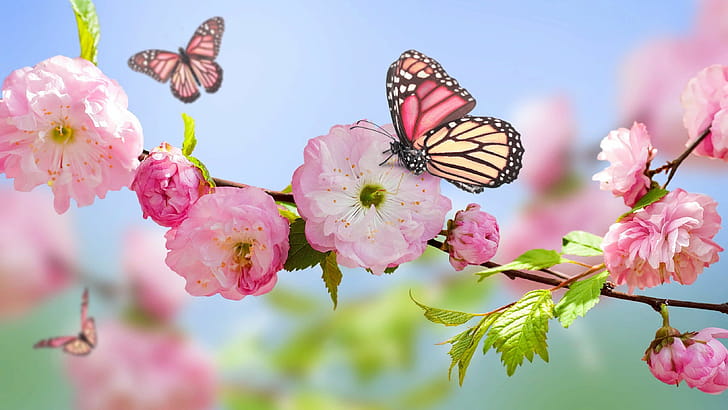 Butterflies, Spring wallpaper