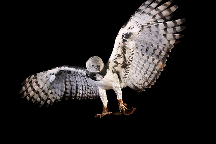 Flight, Harpy Eagle wallpaper